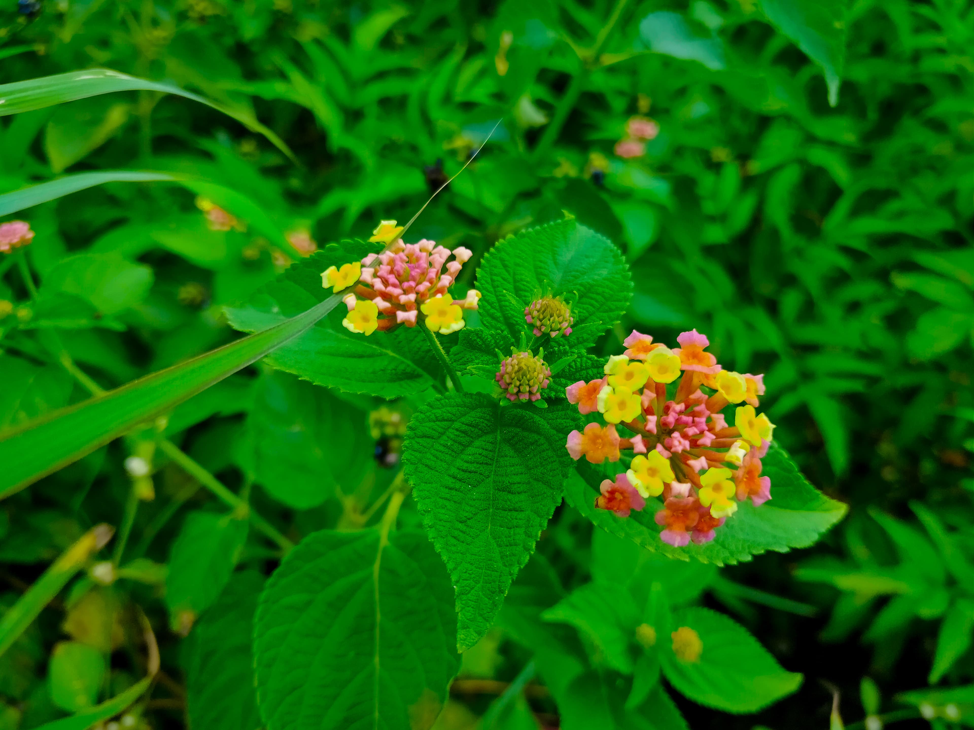 Photograph 4